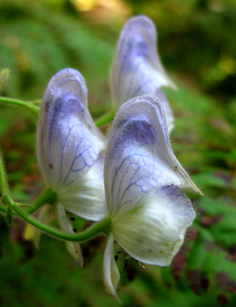 Image of Aconitum volubile specimen.