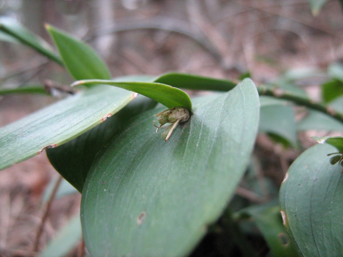 Изображение особи Ruscus hypoglossum.