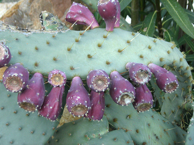 Image of Opuntia engelmannii var. linguiformis specimen.