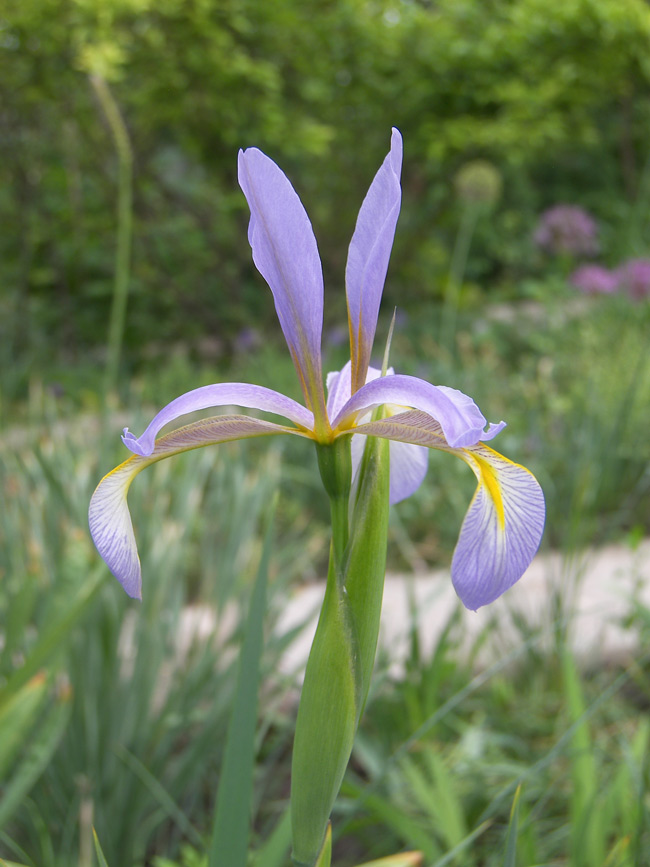 Image of genus Iris specimen.