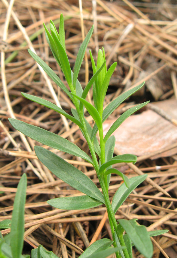 Изображение особи Polygala major.