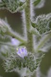 Echium biebersteinii. Часть соцветия с распустившимся цветком. Южный Казахстан, предгорья Боролдайтау. 23.05.2010.