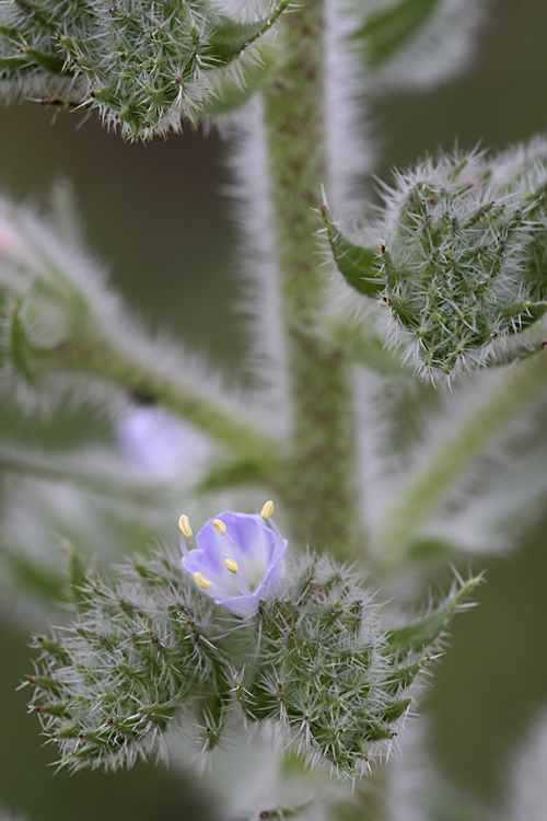 Изображение особи Echium biebersteinii.