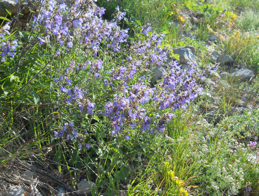 Image of Salvia tomentosa specimen.