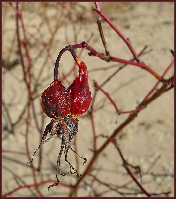 Image of Rosa glabrifolia specimen.