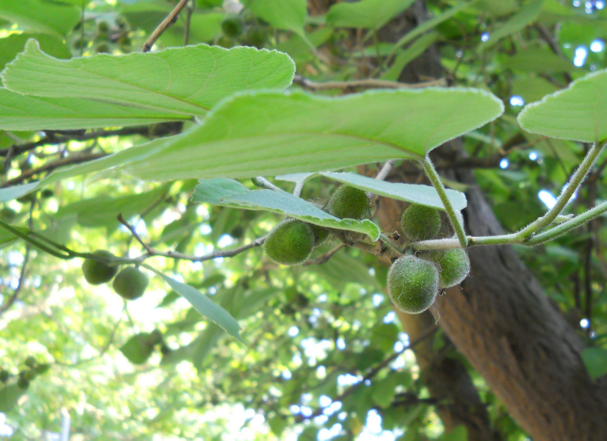 Image of Broussonetia papyrifera specimen.