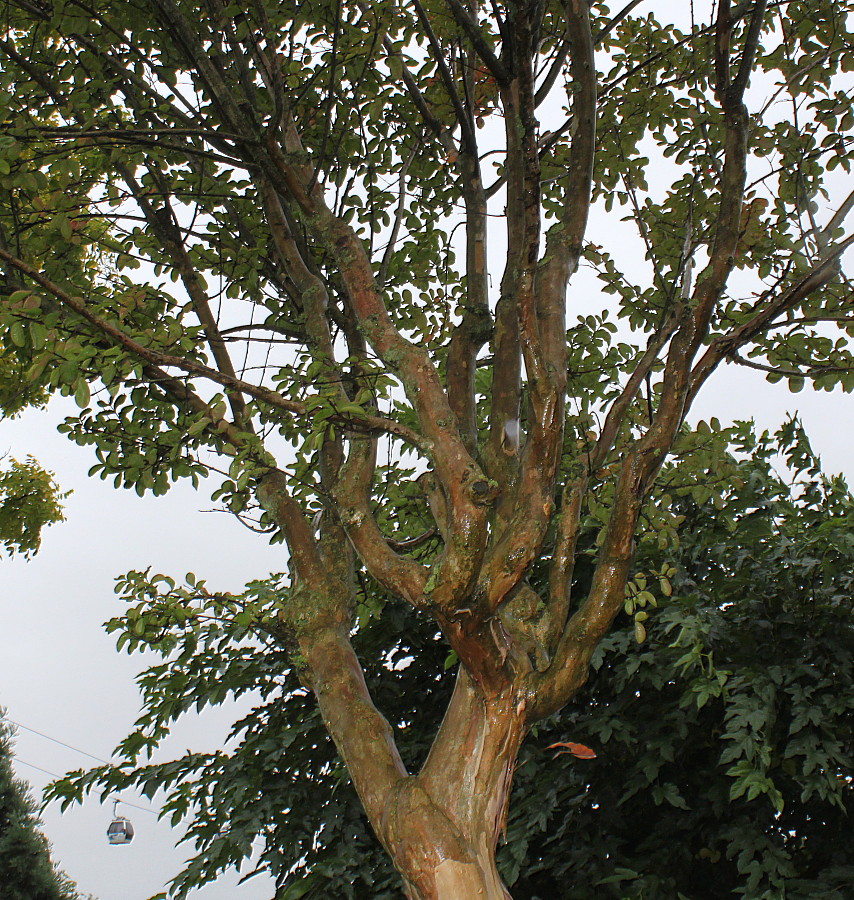 Image of Lagerstroemia indica specimen.