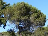 Pinus pinea