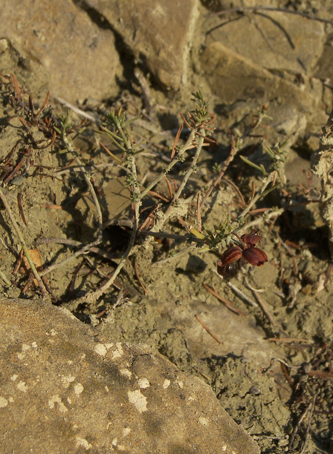 Image of Fumana procumbens specimen.