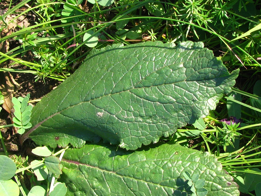 Image of Verbascum phoeniceum specimen.