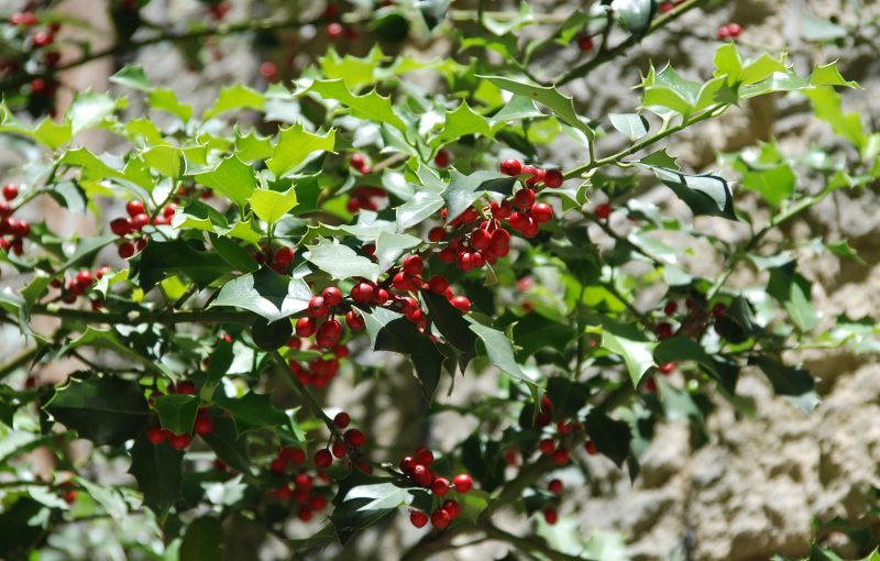 Image of Ilex aquifolium specimen.