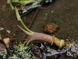 Calla palustris. Верхушка корневища с разворачивающимся листом и прорастающими корнями. Санкт-Петербург, Старый Петергоф, парк \"Сергиевка\". 10.05.2009.