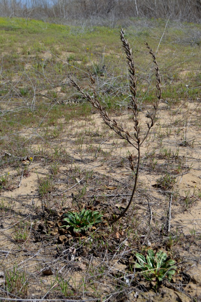 Image of genus Oenothera specimen.