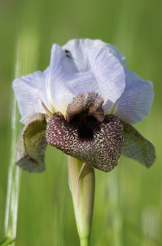 Image of Iris hermona specimen.