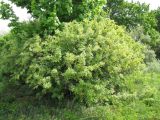 Caragana arborescens