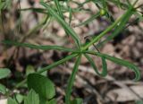 Ranunculus auricomus. (Ranunculus amblyodon). Стеблевой лист. Ленинградская обл., Большая Ижора. 31.05.2009.