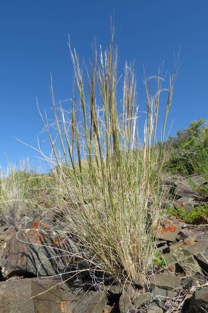 Image of Stipa caucasica specimen.