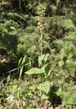 Epipactis helleborine subspecies degenii