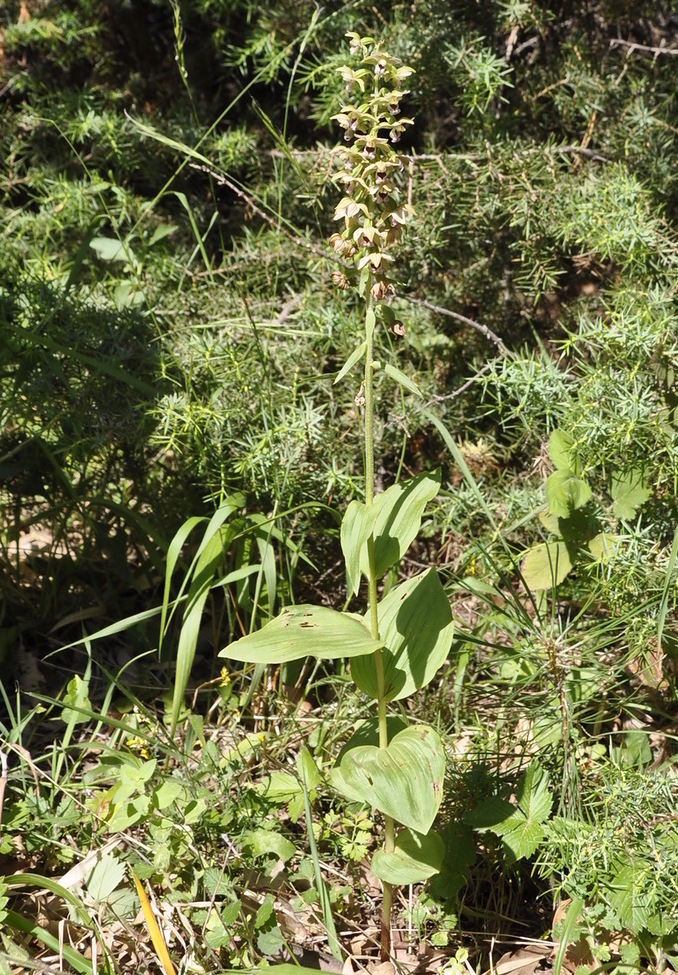 Изображение особи Epipactis helleborine ssp. degenii.