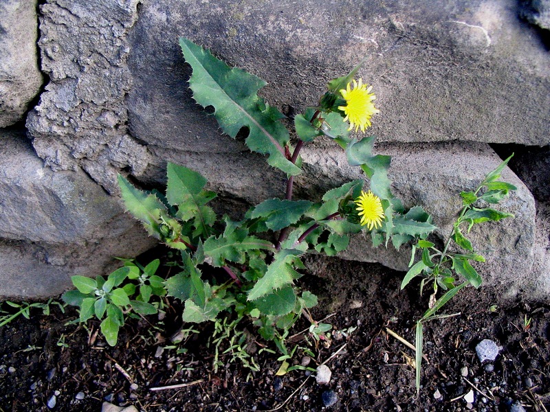 Image of Sonchus oleraceus specimen.