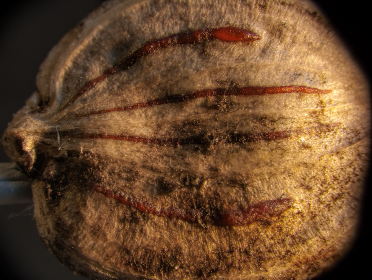 Image of Heracleum sibiricum specimen.