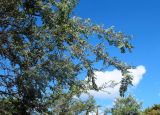 Ulmus parvifolia. Ветви цветущего дерева. Израиль, Шарон, г. Герцлия, в культуре. 21.09.2013.