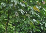 Macaranga gigantea. Ветви с соплодиями. Таиланд, национальный парк Си Пханг-нга. 21.06.2013.