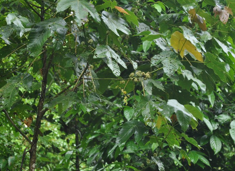 Image of Macaranga gigantea specimen.