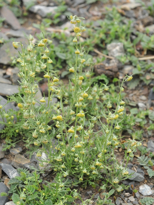 Изображение особи Artemisia sieversiana.