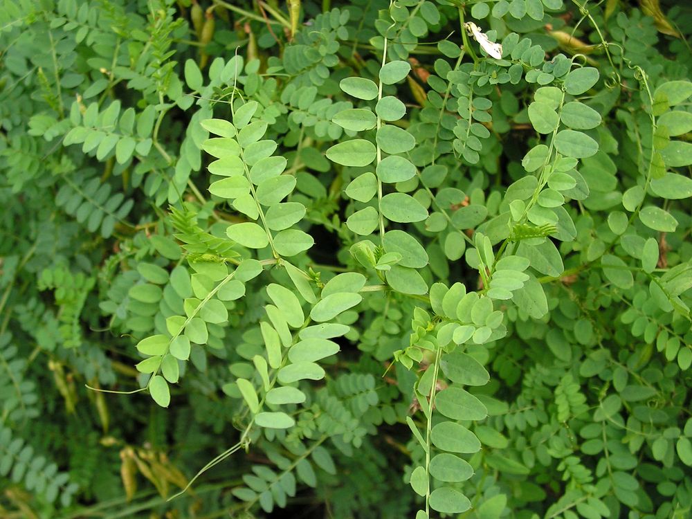 Image of Vicia sylvatica specimen.