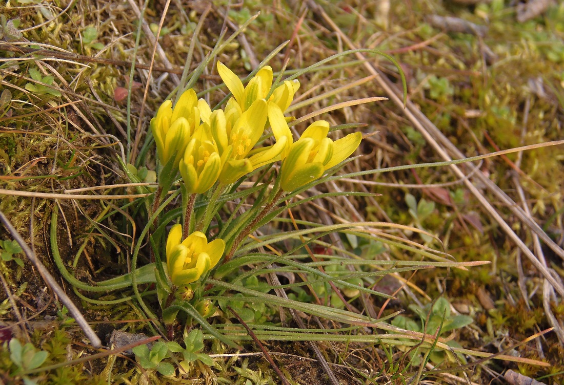 Image of Gagea bohemica specimen.