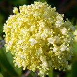 Sambucus racemosa