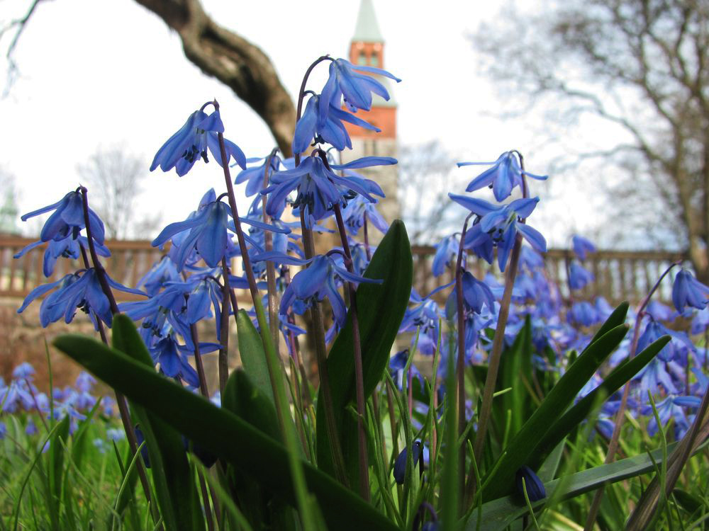 Image of Scilla siberica specimen.