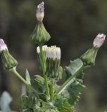 genus Sonchus