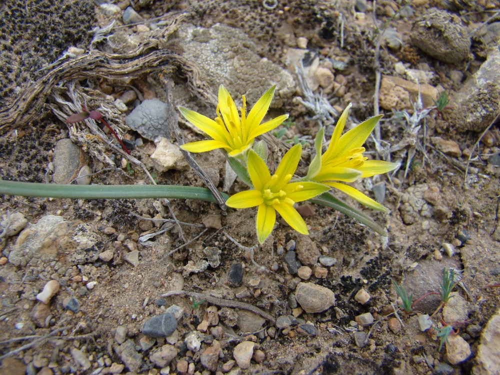 Image of Gagea circumplexa specimen.