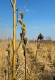 Salix caprea. Молодое дерево: средняя часть ствола, побег с распускающимися генеративными почками и побег с галлом. Московская обл., г. Электрогорск, на пустыре. 13.04.2014.