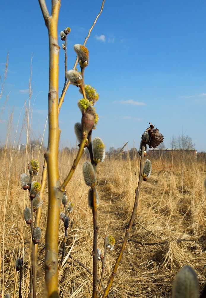 Image of Salix caprea specimen.