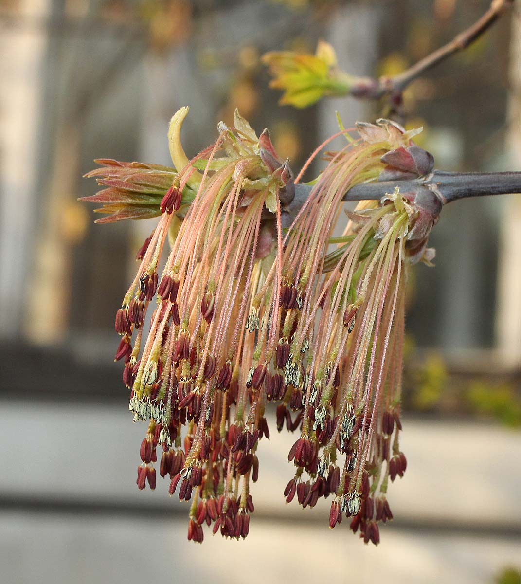 Image of Acer negundo specimen.