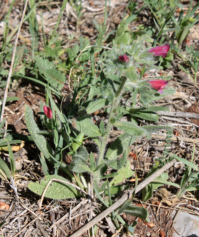 Image of Echium judaeum specimen.