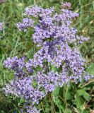 Limonium gmelinii. Соцветие. Восточный Казахстан, Уланский р-н, окр. с. Украинка, луг. 04.07.2011.