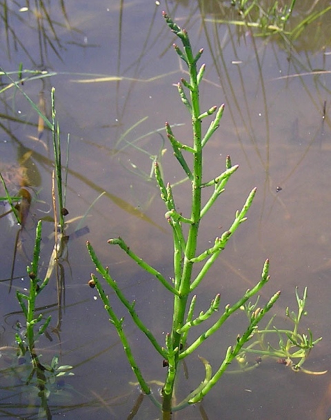 Image of Salicornia perennans specimen.