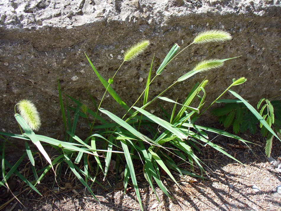 Image of Setaria viridis specimen.