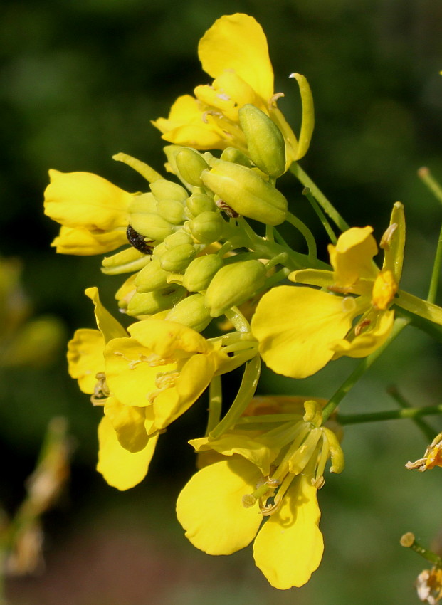 Изображение особи Brassica juncea.