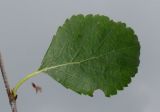 genus Betula