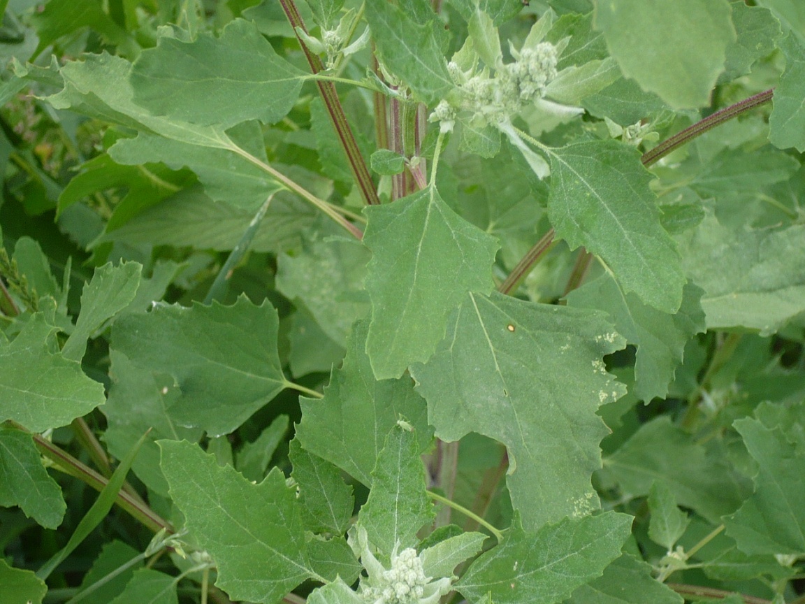 Image of genus Chenopodium specimen.