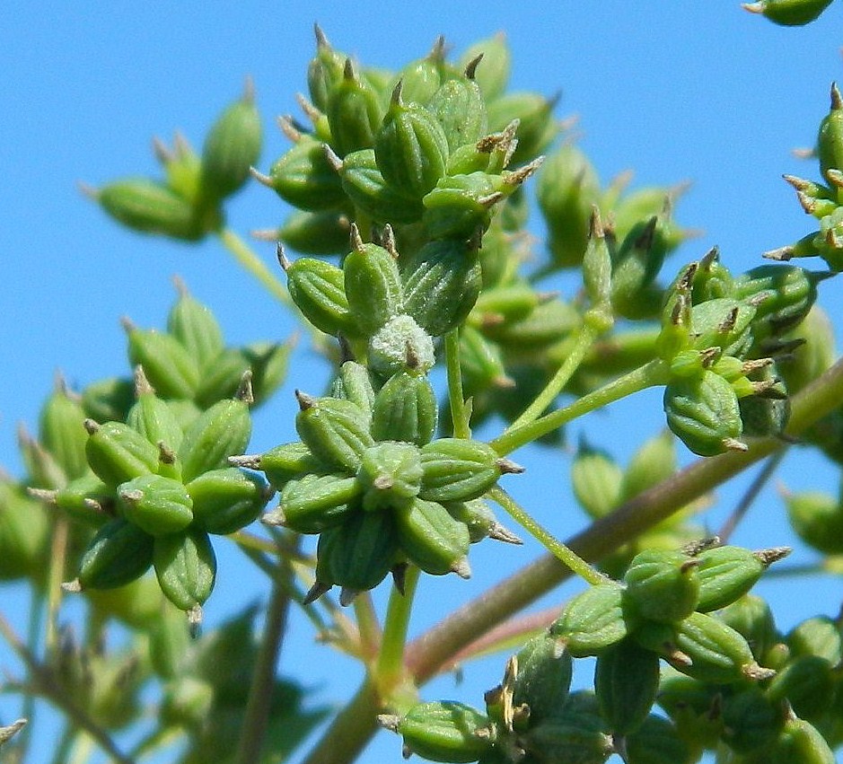 Image of Thalictrum flavum specimen.