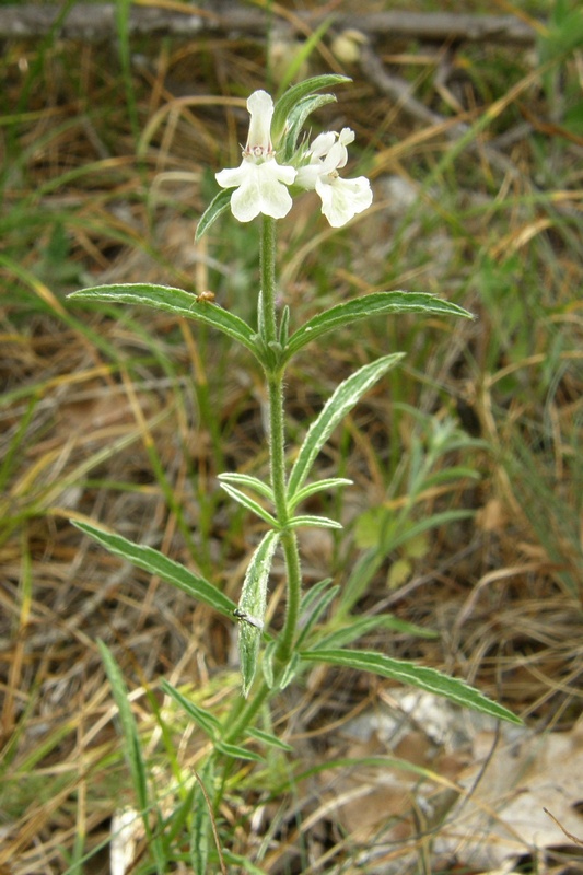 Image of Stachys atherocalyx specimen.