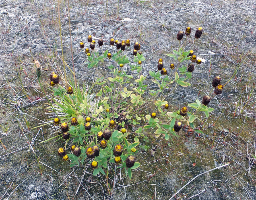 Image of Trifolium spadiceum specimen.