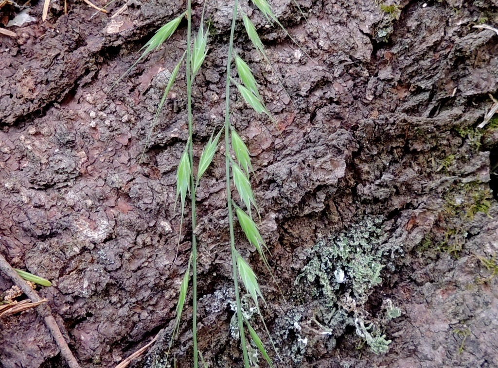 Image of Brylkinia caudata specimen.