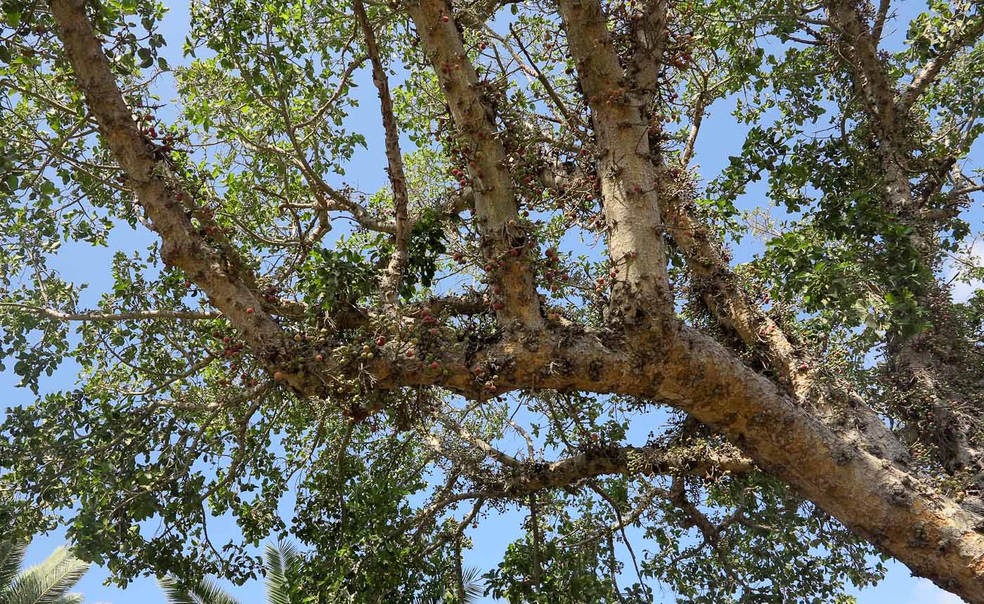 Image of Ficus sycomorus specimen.